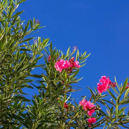 アパート White Sands 613 *