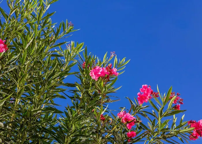 アパート White Sands 613 *